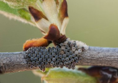 Nymphalis polychloros Yabani armut ağaçları ve diğer insan bitkileri bir haşere olan bu kelebek türlerinin büyük kaplumbağa kabuğu yumurta
