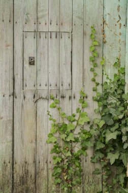 Nymphalis polychloros Meyve ağaçlarında yumurtlayan büyük kaplumbağa kabuğu güzel kelebek yoğun bir arka plan ve doğal aydınlatma onlar için bir veba haline gelebilir