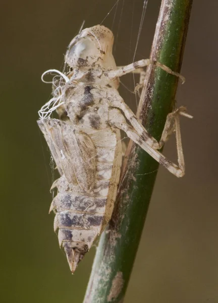 Brachithemis impart dark-winged groundling exuviates from this dragonfly species after the adult has emerged — Stock Photo, Image