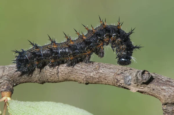 Nymphalis polychloros a nagy Tortoiseshell hernyók a pillangó fajok, amelyek a kártevő a vad körtefák és más emberi növények — Stock Fotó