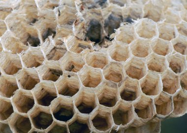 Bir kamış sapına yerleştirilen atık kağıt israf yuvası