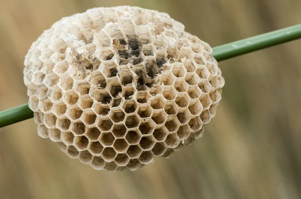 Waste paper wasp nest installed on the stem of a reed