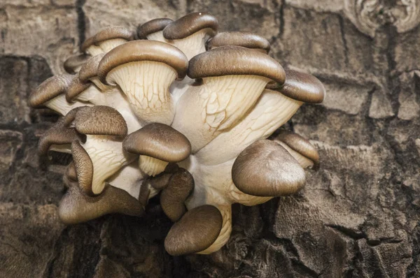 Pleurotus ostreatus mycket önskvärt ätlig svamp växer vilt på bålen — Stockfoto