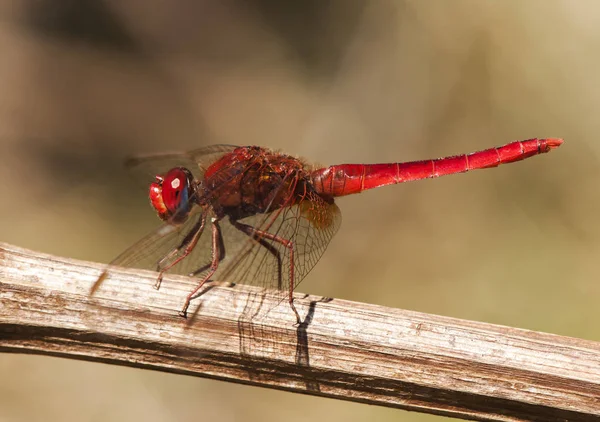 Crocothemis erythraea scarlet-darter intense red color dragonfly very common in Andalusia — Stock Photo, Image