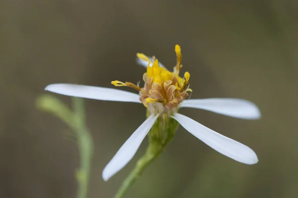 Aile Galatella aster sedifolius narin mor çiçek Asteraceae — Stok fotoğraf