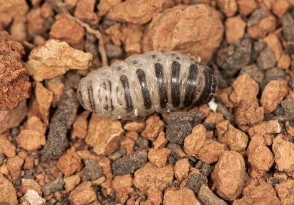 Oestrus larva final stage after being released from inside the nasal passages of the goat, seeking to be buried in the ground to pupate — Stock Photo, Image