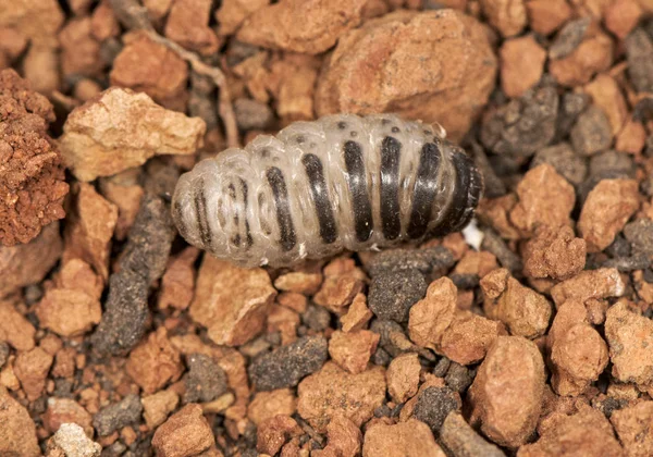 Stade final de larve d'oestrus après avoir été libérée de l'intérieur des voies nasales de la chèvre, cherchant à être enterrée dans le sol pour se nymphoter — Photo