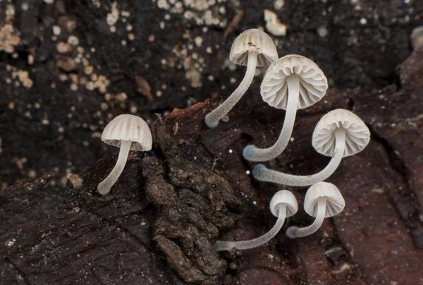Mycena cyanorrhiza rosso marrone blu funghi bianchi che cresce su tronchi in decomposizione — Foto Stock