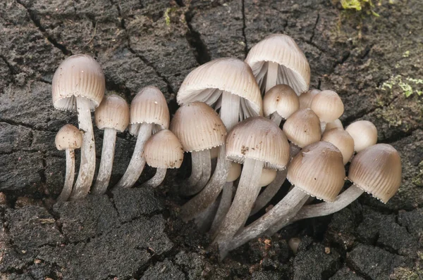 Mycena species, hongo marrón rojizo muy común que crece en los troncos en descomposición — Foto de Stock