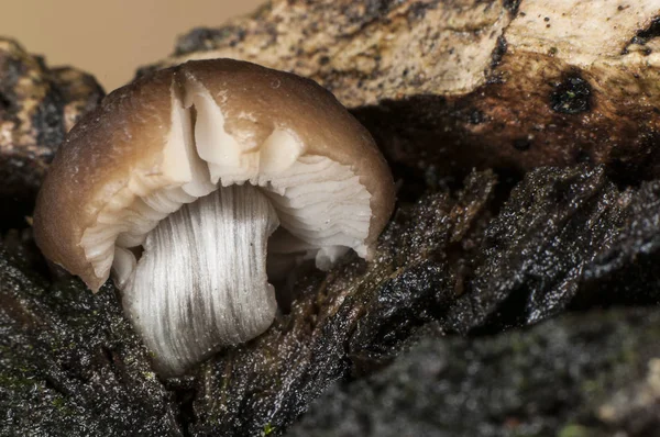 Pluteus typ av brun svamp på ruttna trunk — Stockfoto