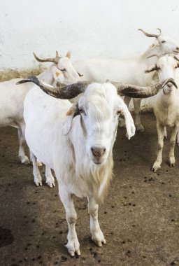 Sağım çiftlikte beyaz keçi Flock