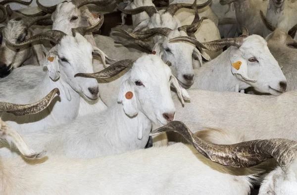 Fehér kecskék Flock a fejőtelepen — Stock Fotó