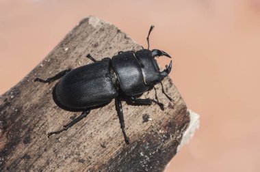 Dorcus parallelopipedus Stag Beetle orta ölçekli Beetle bu sonbaharda yarı sert Trunks içinde hazırda görünür