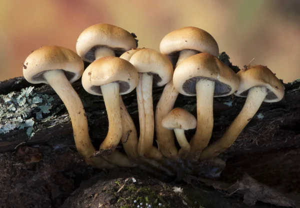 Hypholoma zwavelkop toxische champignon soorten die in grote groepen op dood hout groeien — Stockfoto