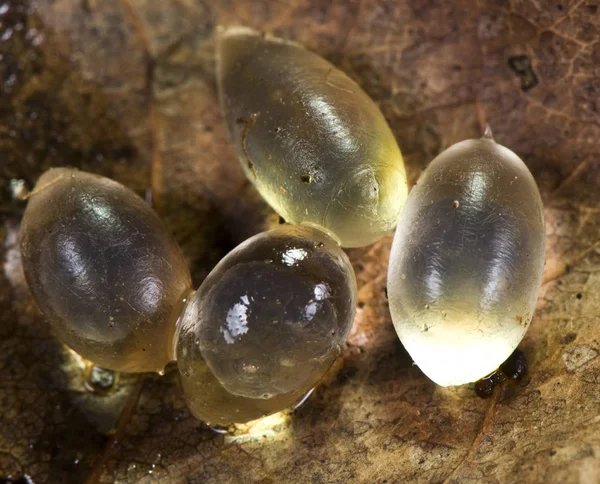 Slug eggs, found under logs in wet times like in autumn — Stock Photo, Image