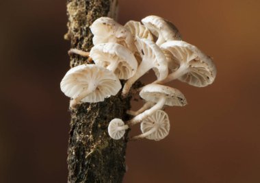 Çürüyen dallar üzerinde yetişen Marasmiellus diminuta Cerulean mantar