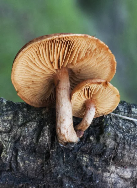 Gymnopilus orange brown mushroom species that grows on decaying wood
