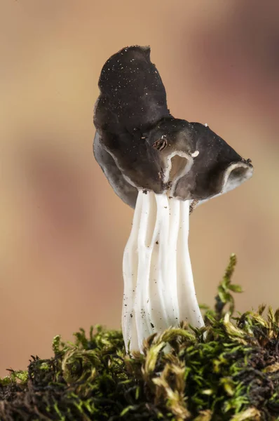 Espécies de Helvella, cogumelo de forma peculiar e cor escura com pé branco — Fotografia de Stock