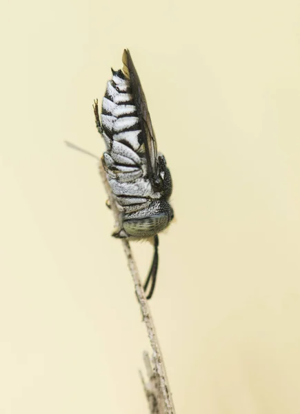 茎に顎に引っ掛かって眠っている孤独なミツバチ — ストック写真