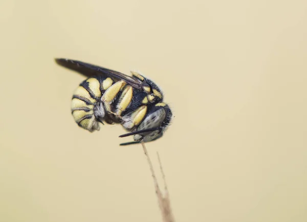 Abejas solitarias durmiendo enganchadas con mandíbulas a un tallo — Foto de Stock