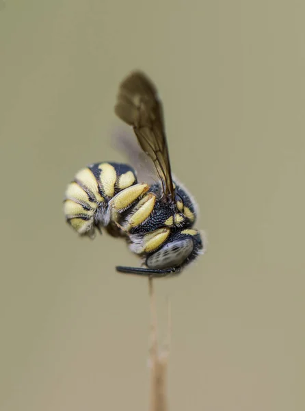 Abelhas solitárias dormindo viciadas com mandíbulas para um talo — Fotografia de Stock