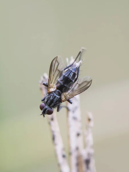 Pequena mosca empoleirada em uma cana — Fotografia de Stock