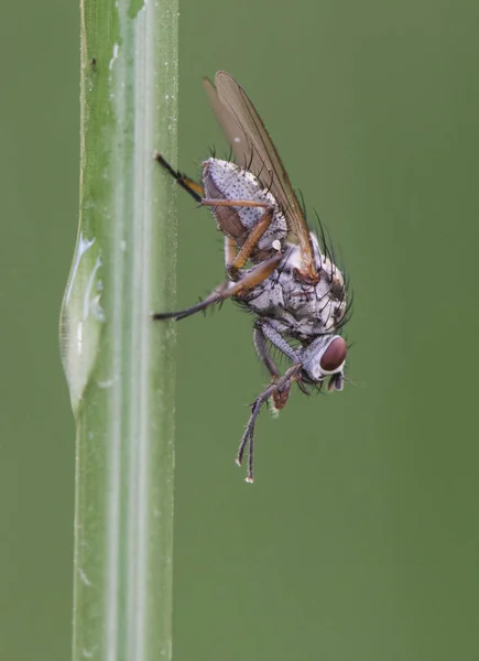 Гилемия среднеразмерная муха, сидящая на тростниковом стебле — стоковое фото