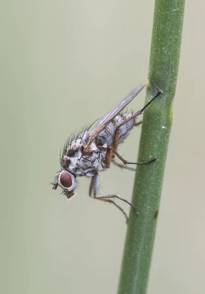 Hylemya-Art mittelgroße Fliege hockt auf Schilfstiel — Stockfoto