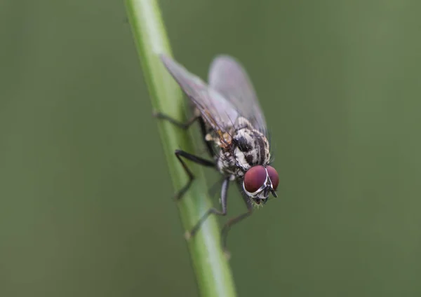 Hylemya-Art mittelgroße Fliege hockt auf Schilfstiel — Stockfoto