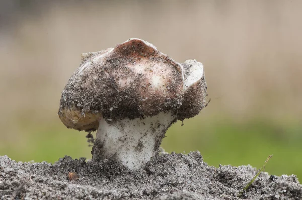 Macowanites vinaceodorus endemisk svamp från sydöstra delen av Iberiska halvön på sandig jord — Stockfoto