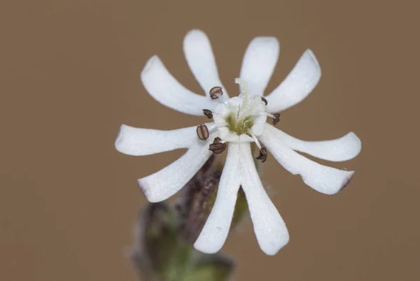 Silene niceensis c. на тонком белом цветке, растущем на прибрежном песке — стоковое фото