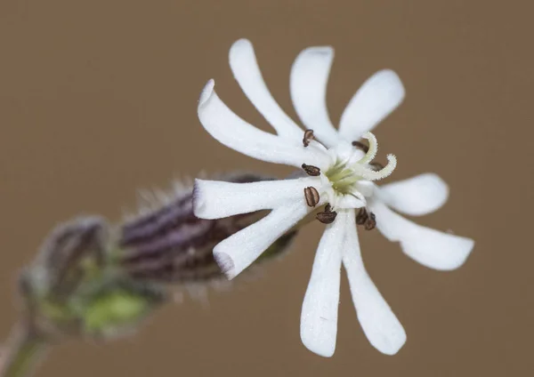 Silene niceensis campion delicada flor blanca creciendo en la arena de la costa —  Fotos de Stock