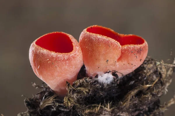 Sarcoscypha cf coccinea fungo di colore rosso intenso che cresce su legno rimane — Foto Stock