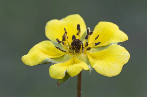 Potentilla reptans beautiful yellow flower on wet meadows — Stock Photo, Image