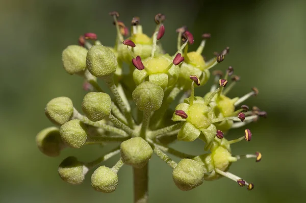 Green and red flowers of Hedera helix poison ivy — Stock Photo, Image