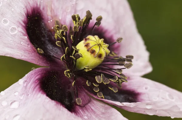 Papaver somniferum opium MAK lub chleb MAK jasny MAK — Zdjęcie stockowe