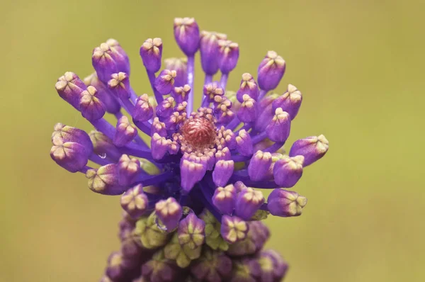 Muscari-Arten Traubenhyazinthen schöne tiefviolette Blüte — Stockfoto