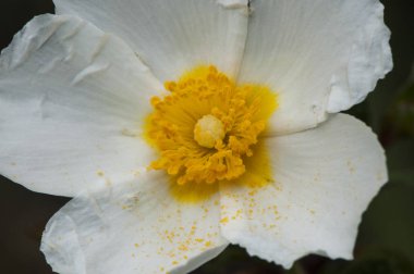 Cistus salvifolius adaçayı yapraklı kaya-gül narin beyaz çiçek derin sarı stamens ile