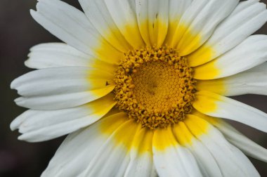 Krizantem coronarium crowndaisy krizantem güzel beyaz ve sarı çiçek iyi boyutta yaygın İspanya'da ölü gün kullanılan