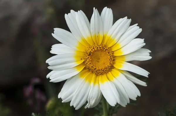 Chrysanthemum coronthemum crochrysanthemum красивый белый и желтый цветок хорошего размера широко использовался в день смерти в Испании — стоковое фото