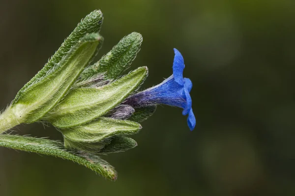 Αδενίδια προστρώματα λουλούδι από έντονο ηλεκτρικό μπλε χρώμα με άφθονη τριχοφυΐα — Φωτογραφία Αρχείου