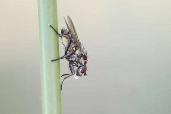 Hylemya especie mosca mediana encaramada en una caña regurgitando una gota de saliva — Foto de Stock