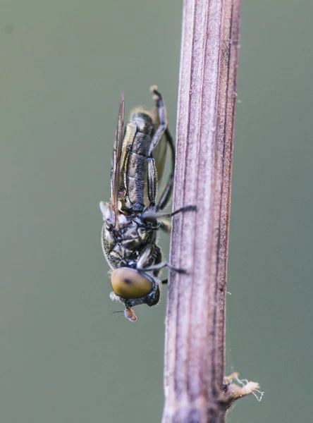阿夫·克雷索加斯特·西尔菲达小型金属绿色苍蝇悬停苍蝇 — 图库照片