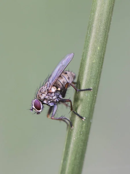 Coenosia tigrina kleine graue Fliege mit dunklen Flecken auf einem Schilf — Stockfoto