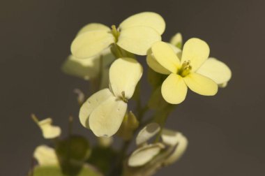Küçük sarı çiçekler ve yuvarlak ve ezilmiş meyve ile Cruciferae ailesinin Biscutella auriculata küçük bitki