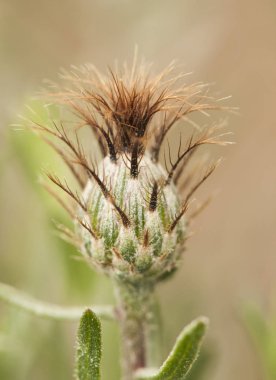 Centaurea hyssopifolia alçı zeminler için endemik güzel mor pembe Compositae ailesinin küçük bir devedikeni olduğunu