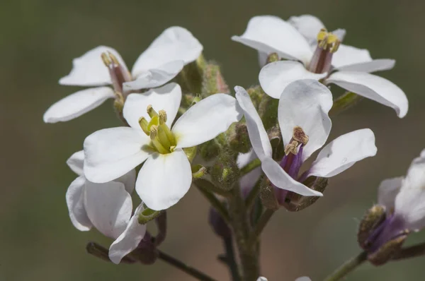 Cruciferae ailesine ait güzel beyaz çiçek erucoid diplomasi — Stok fotoğraf