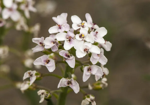 Прекрасная эрукоидная дипломатия белого цветка, принадлежащая к семейству Cruciferae — стоковое фото