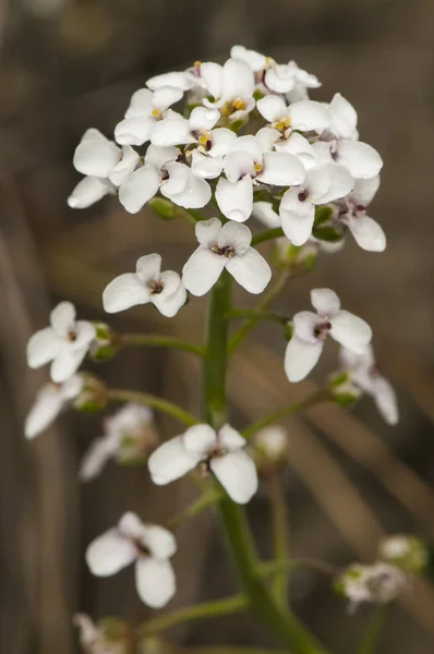 Прекрасная эрукоидная дипломатия белого цветка, принадлежащая к семейству Cruciferae — стоковое фото