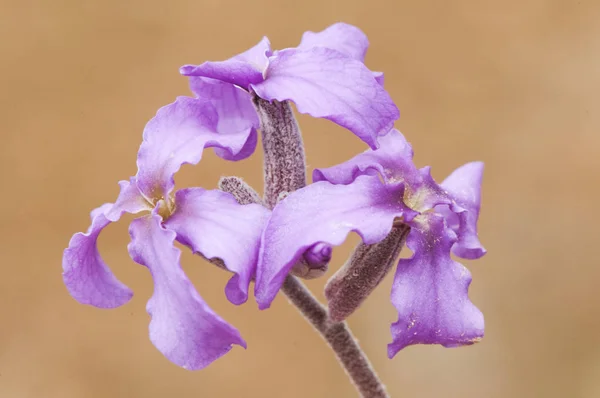 Mathiola fruticulosa hermosa flor rosa o púrpura de la familia de las crucíferas con la apariencia de una cruz púrpura —  Fotos de Stock